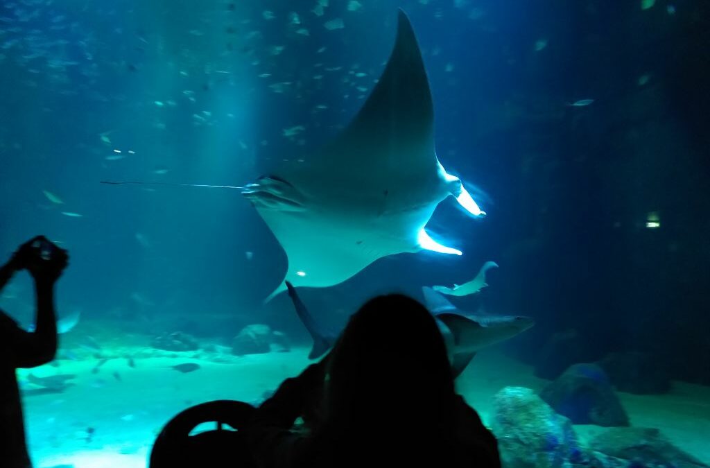 Geschützt: Manta im Nausicaá